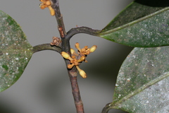 Myristica dactyloides